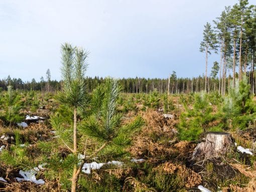 Pine tree plantation in the woods